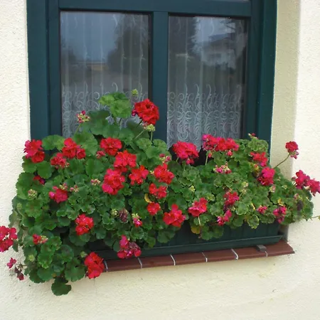 Kleine Sonnenblume *